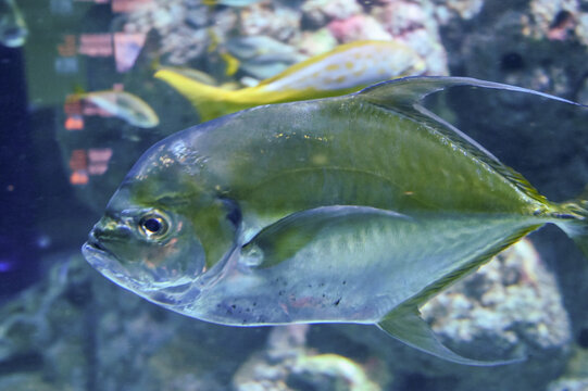 giant trevally (Caranx ignobilis), also known as the lowly trevally, barrier trevally, giant kingfish or ulua, is a species of large marine fish is swimming in aquarium fish tank