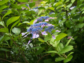 青と紫のガクアジサイ