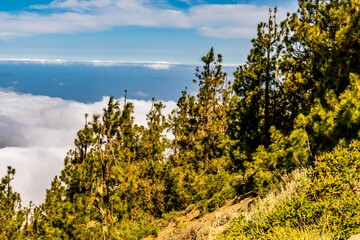 Arboles con nubes de fondo en el Parque Nacional del Teide, isla de Tenerife.