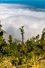 Arboles con nubes de fondo en el Parque Nacional del Teide, isla de Tenerife.