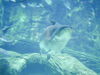 Fototapeta premium Mekong giant catfish (Pangasianodon gigas) is a large, threatened species of catfish swimming in aquarium big fish tank