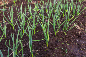 garlic in the garden. Growing garlic in plant. Vegetable beds with garlic
