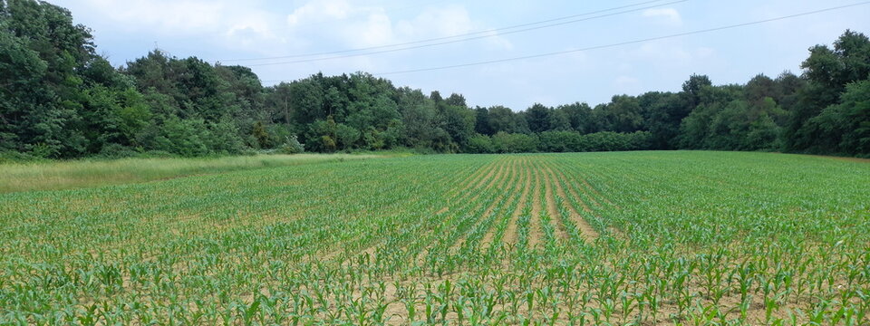 Campo coltivato in campagna - agricoltura