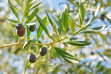 Closeup view of ripe black olives on olive tree.