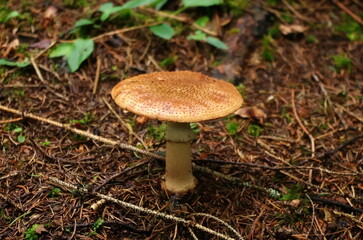 Fly agaric or fly Amanita mushroom, Amanita muscaria closeup. Orange color fly agaric. Poisonous agaric mushroom in European forest. Danger, Toxic, deadly toadstool in forest.