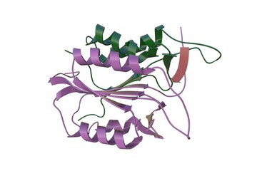 Three-dimensional structure of apopain with the tetrapeptide aldehyde inhibitor. Rendering with differently colored protein chains based on protein data bank entry 1pau. 3d illustration