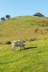 Cow grazing in the Baztan Valley. Alkurruntz