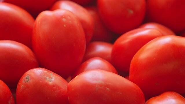 Ripe red tomatoes. A large number of red tomatoes