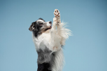 dog waving paw, blue marble on a blue background. Obedient and beautiful border collie