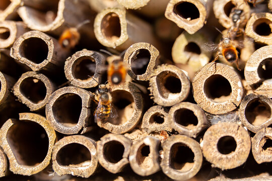 Pollinisateurs - Osmies cornues occupant un hôtel à insectes en bambou