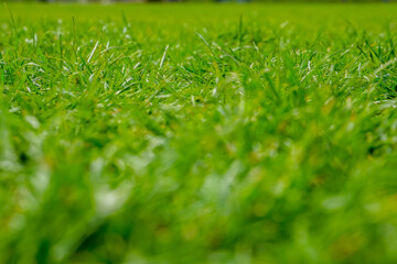 Green grass, close-up. juicy green grass in the park
