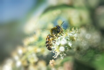 A honey bee collects nectar from bird cherry flowers. Macro photography of a bee on a white flower with selective focus, large copy space for text