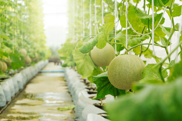 Young melons growing supported by string melon nets in greenhouse.  organic farm. Cantaloupe, Farm,...