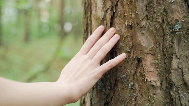 Female hand touches a tree in the forest. People and nature. Close up fingers a young girl or woman stroking woods environment conservation concept. Harmony Calm Relaxation. Save Earth Green Planet