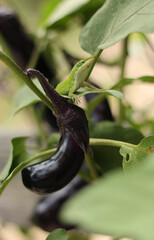 Green Anole Lizard on Eggplant, Pest Control in organic farm