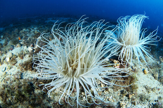 Anemone tube (Cerianthus membranaceus) in the sea bottom