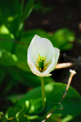 Biały tulipan na zielonym tle