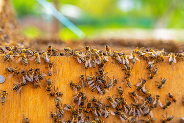 close-up of honey bees in an open wooden beehive on a sunny day, Apitherapy