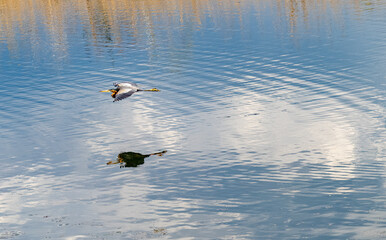 A beautiful shot of a Blue heron (Ardea herodias)