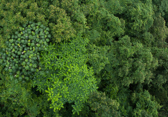 Aerial view of beautiful forest mountain landscape