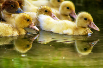 two ducklings on the water