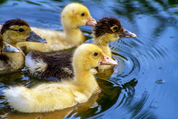 two ducklings on the water