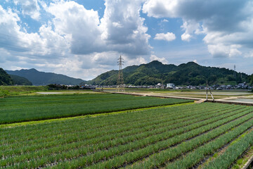 It is green onion fields tis about to be harvested in rural area of Saga prefecture, Japan.