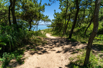 Narrow footpath going through Pine forest to a beach in Japan.