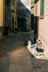 Grupo de gatos tomando el Sol en las calles de un pueblo