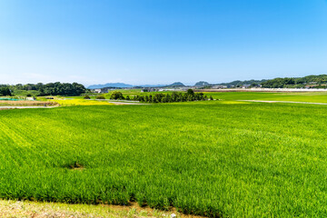 Paddy fields are in rural area in Fukuoka prefecture, JAPAN.