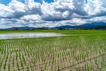 Fototapeta na wymiar View of paddy fields just after rice planting in village of Fukuoka prefecture, JAPAN.