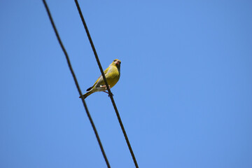 Żółty ptak dzwoniec zwyczajny siedzący na linii wysokiego napięcia na tle niebieskiego bezchmurnego nieba