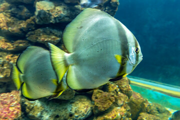 Angel fish long tail swimming in aquarium. This fish usually lives in the Amazon, Orinoco and Essequibo river basins in tropical South America.