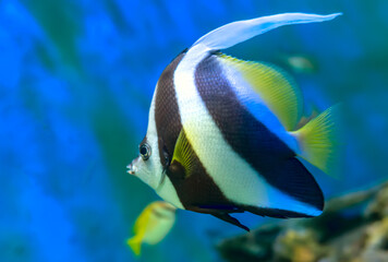 Fototapeta na wymiar Angel fish long tail swimming in aquarium. This fish usually lives in the Amazon, Orinoco and Essequibo river basins in tropical South America.
