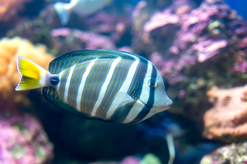 Angel fish long tail swimming in aquarium. This fish usually lives in the Amazon, Orinoco and Essequibo river basins in tropical South America.