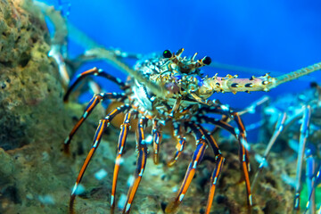 The sea shrimp in the aquarium, this is a crustacean that needs to be preserved