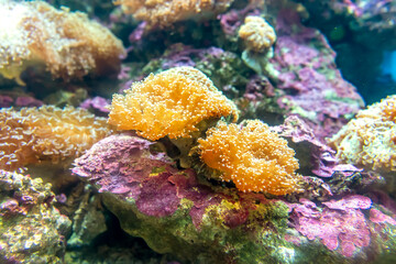 Beautiful coral reef in the aquarium