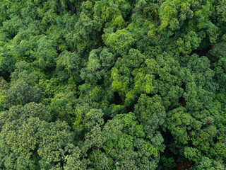 Aerial view of beautiful forest mountain landscape