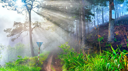 The morning pine forest with sunlight breaking through the mists is so mysterious