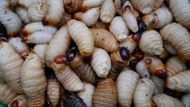 Close up Coconut beetle worm,Coconut beetle worm have beetle larvae and protein food for human,small worm in coconut trees,