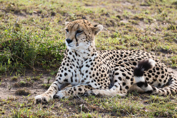 Cheetah sitting in the wild