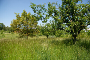 Fototapeta premium trees in the field