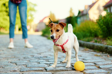 Dog walking at city street with his owner, Pet playing with toy ball at pavement, Jack russell...