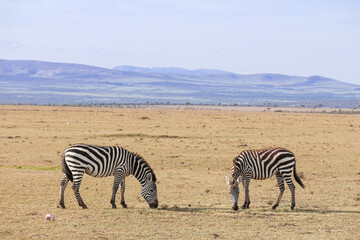 Fototapeta na wymiar Zebras in the Savannah