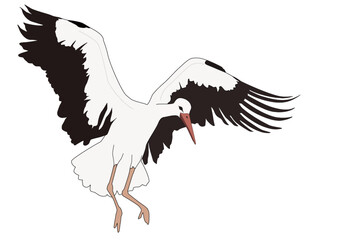 Ein Storch landet mit weit ausgebreiteten Flügeln