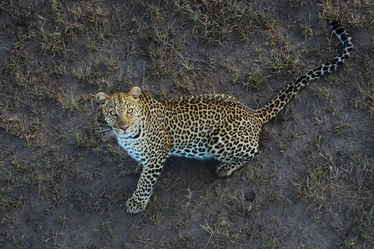 Leopard in the Wild