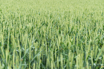 green wheat field