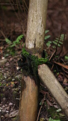 fiber rope that binds some bamboo