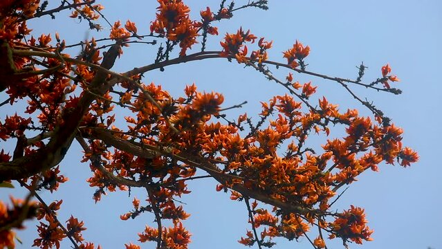 The red-orange Palash flowers have blossomed in the Palash tree. Orange flowers tree view in on midday against the sun. 4k video.