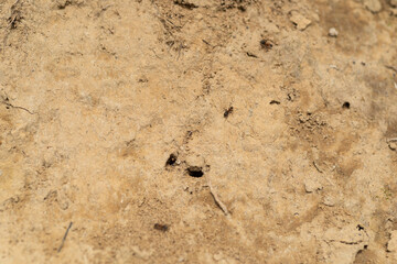 ants on the ground sand